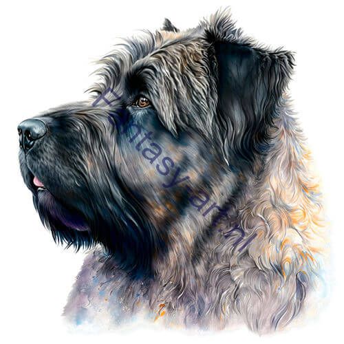 a close-up of a Bouvier's face on a white background