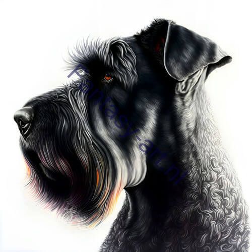 a close-up of a Giant Schnauzer's face on a white backgroun